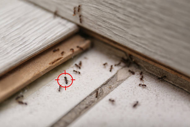 Best Termite Control Services  in Northfield, NJ