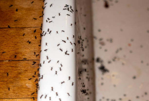 Best Local Pest Control Services  in Northfield, NJ